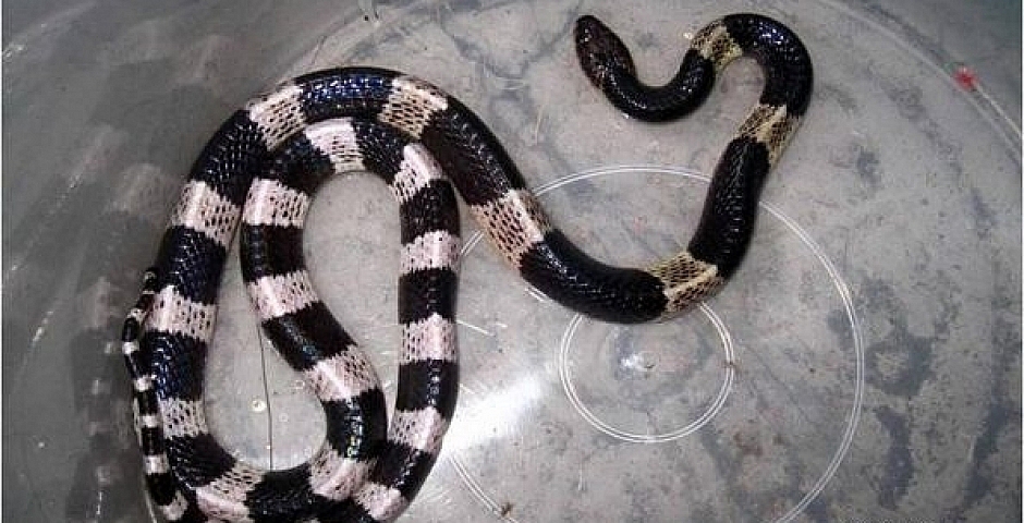 крайты (Banded krait) - опасные и ядовитые змеи на Бали