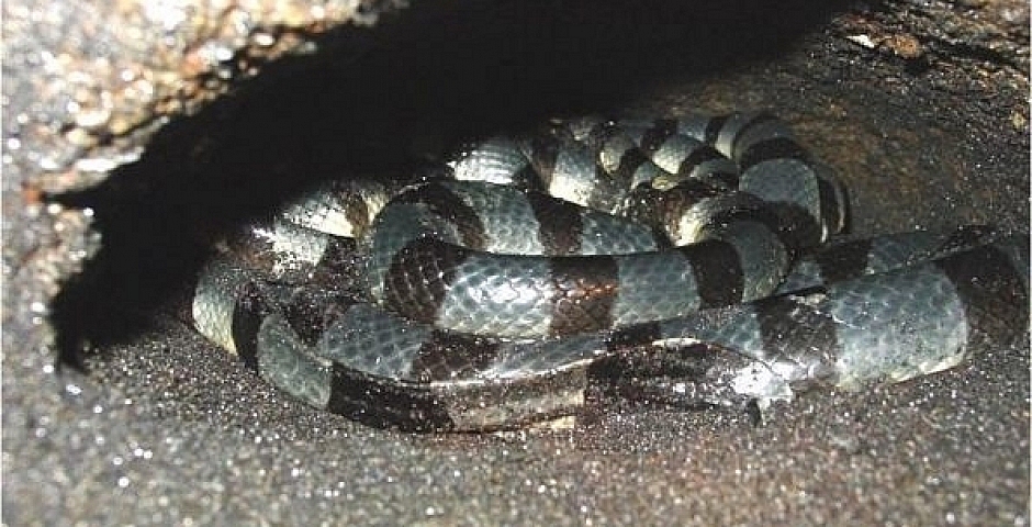 Морские крайты (Banded sea krait) - опасные и ядовитые змеи на Бали