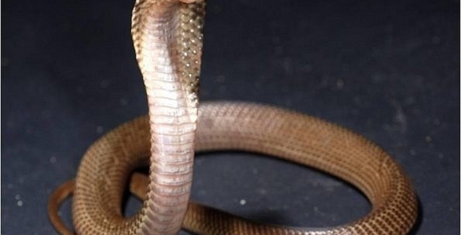 Кобра (сommon spitting cobra)— разновидность ядовитых змей на Бали