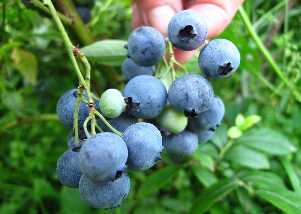 Голубика используется в качестве эффективного средства против авитаминоза, кроме того, эта ягода цениться своими омолаживающими и антиоксидантными свойствами