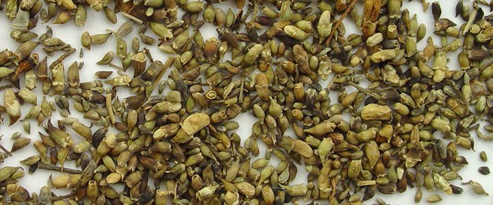 Софора японская семена (фото)