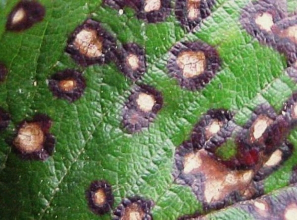 Септориоз, или белая пятнистость, поражает листья крыжовника, от чего они опадают