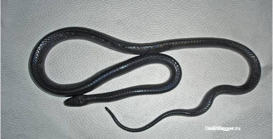 blue krait - опасные и ядовитые змеи на Бали