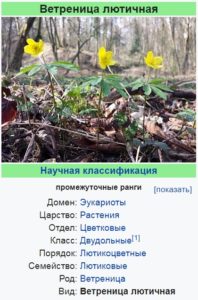 Ботаническое описание ветреницы лютичной