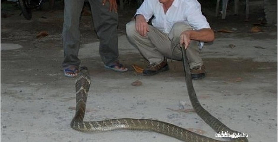 Королевская кобра (king cobra)— разновидность ядовитых змей на Бали