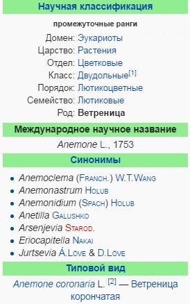 cvetok-anemona