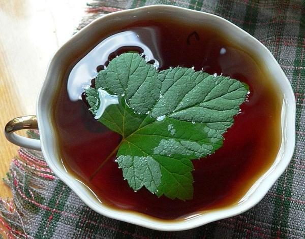 Чай из листьев смородины обладает тонизирующим эффектом
