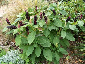 Растение фитолакки (лаконоса) ягодной