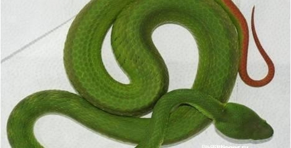 Куфии (Green Pit Viper) - разновидность ядовитых змей на Бали