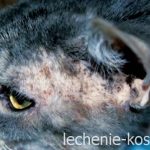 Кожные заболевания сфинксов кошек и их лечение фото