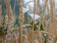 Вьюнок полевой (сорняк): как избавиться и как уничтожить его на своем огороде