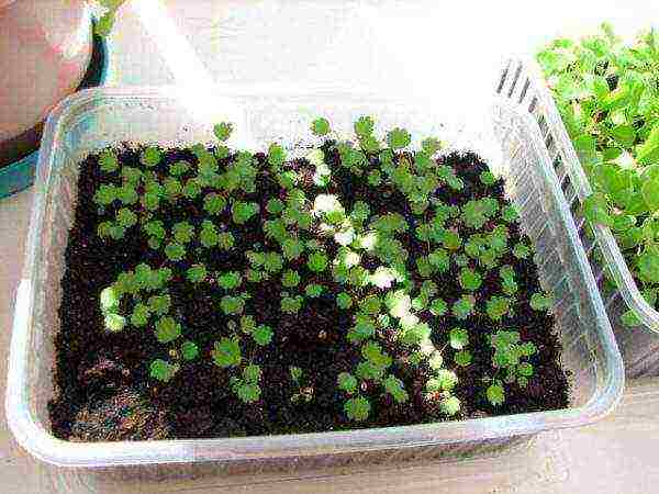 как выращивать в домашних условиях клубнику из семян