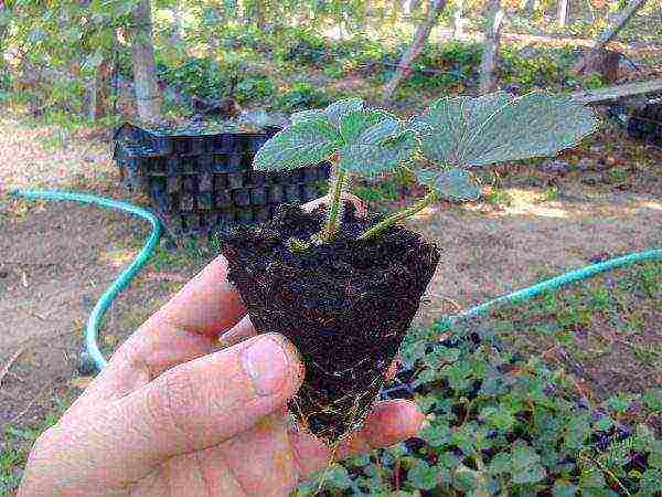 как выращивать в домашних условиях клубнику из семян