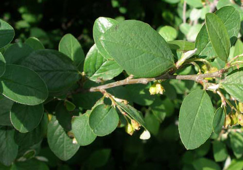 Кизильник обыкновенный - листва