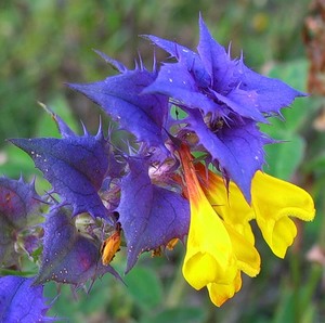 Колдовский цветок