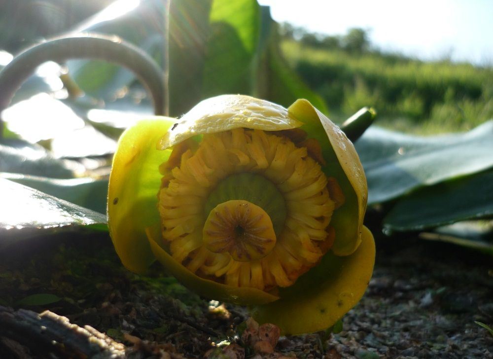Цветы желтой кубышки хранят 1 год в высушенном состоянии