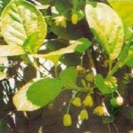 Лимонник посадка и уход, выращивание лимонника китайского в домашних условиях
