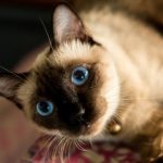 Сиамская и тайская породы кошек сходство и отличия