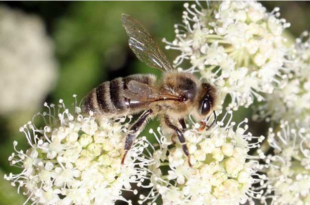 Пчела собирает нектар с дягиля