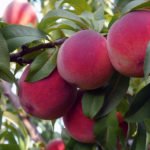 Персик – выращивание, уход и посадка персиков в саду