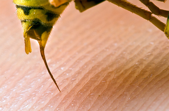 На фото показано жало осы - за одно нападение насекомое может использовать его несколько раз.