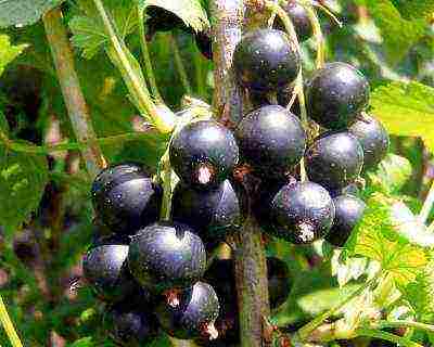 сорта черной смородины в выращиваемые в беларуси