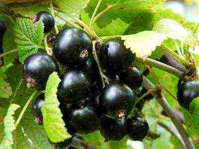 сорта черной смородины в выращиваемые в беларуси