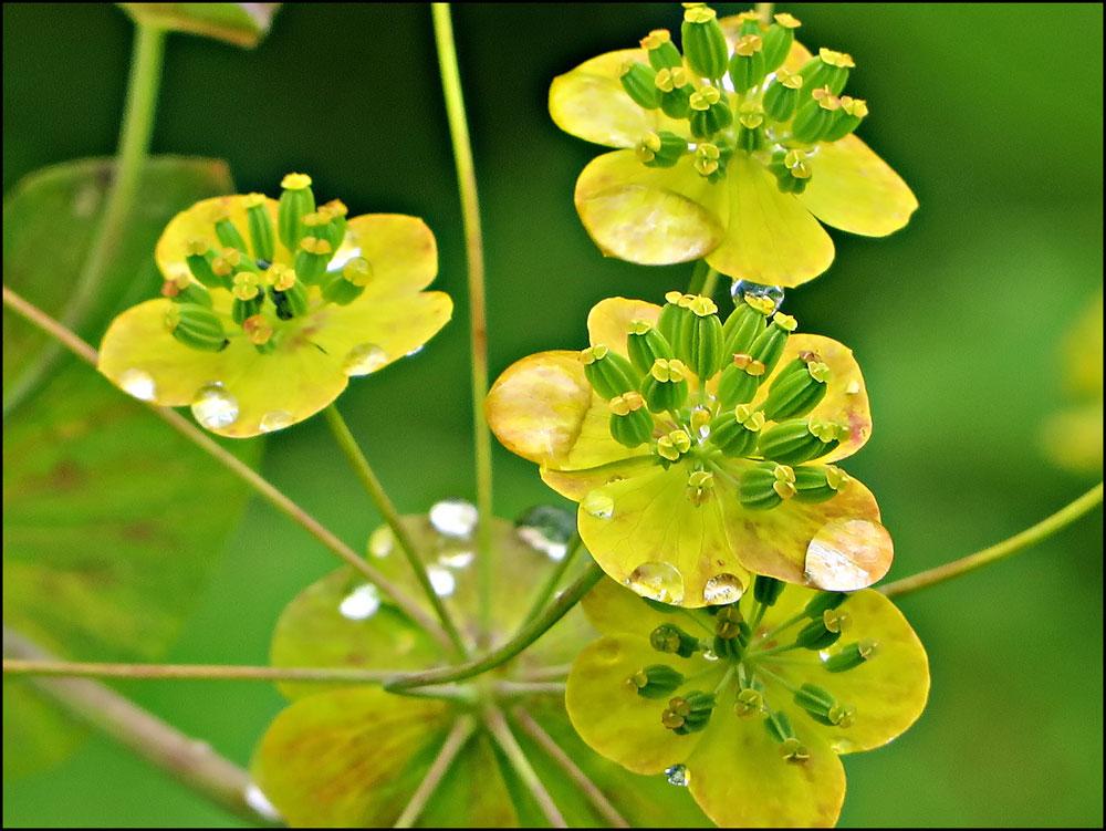 Володушка золотистая - многолетнее травянистое растение