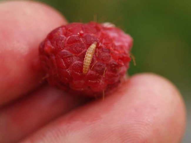 Личинка малинного жука на ягоде малины
