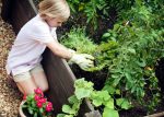 7 простых шагов для создания первого сада