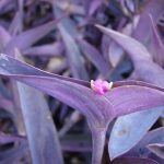 Фото 135: Tradescantia pallida purpurea
