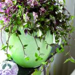 Фото 144: Tradescantia albiflora
