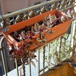 Фото 104: Традесканция на балконе