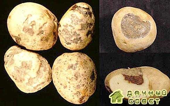 Ямчатая гниль картофеля