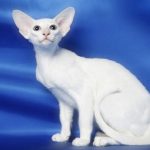 Белый с голубыми глазами что это за порода кошек с фото