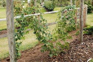 Как посадить садовую ежевику