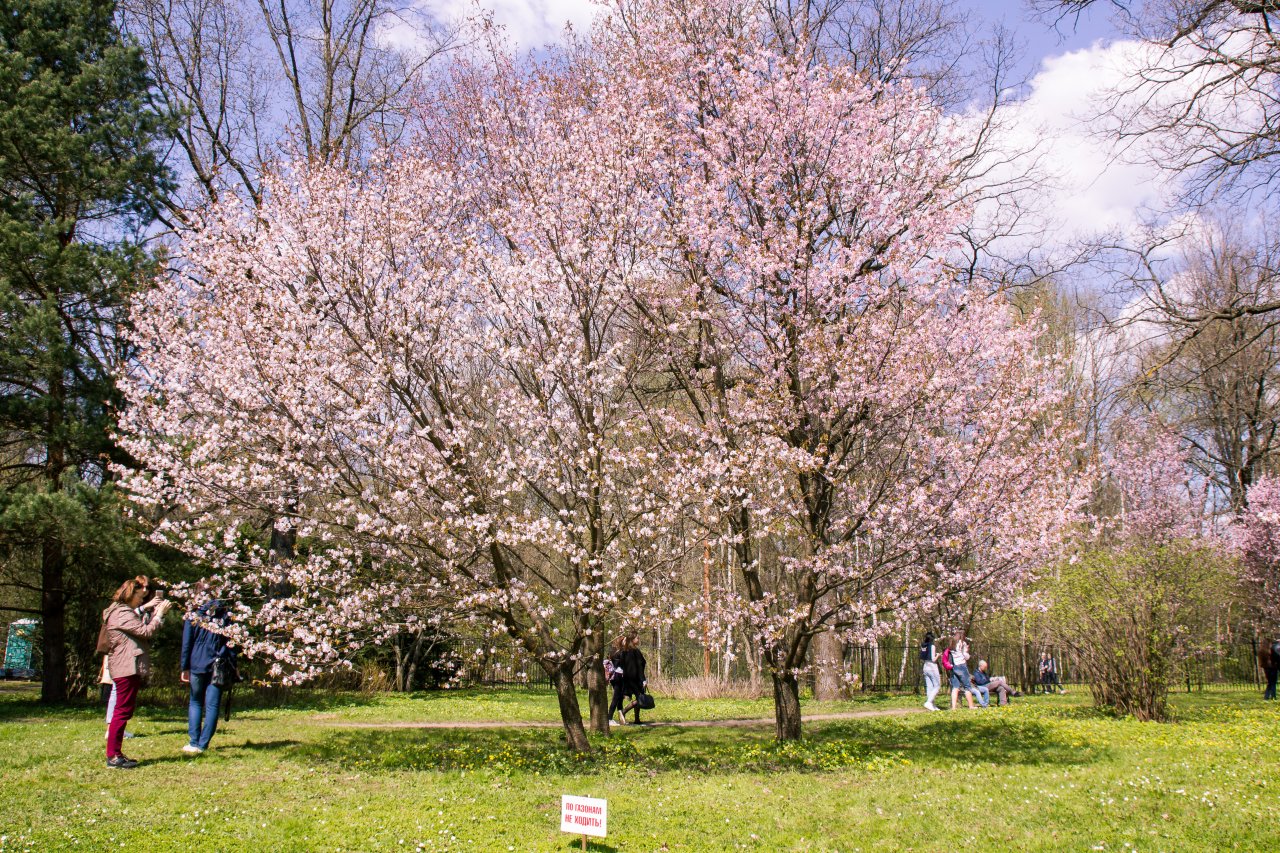 Японский сад в москве цветение сакуры