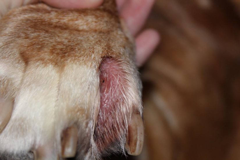 лечение фурункула у собак