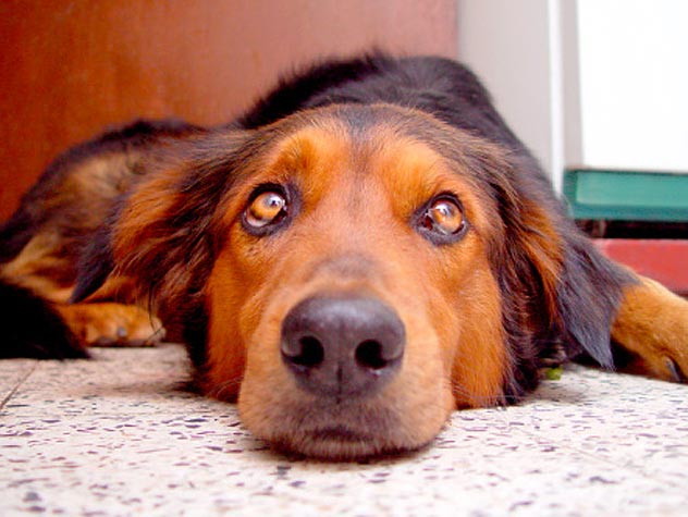 лечение кандидоза у собак