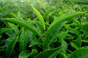 Где и как растет, как делают зеленый чай
