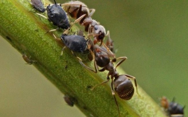 Черные муравьи на зеленом стебле ремонтантной клубники