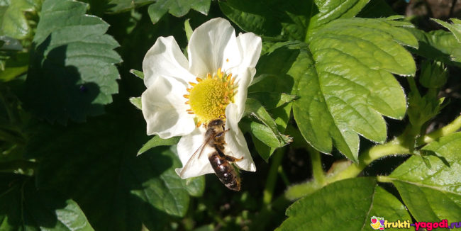 Пчела на цветке клубники вблизи