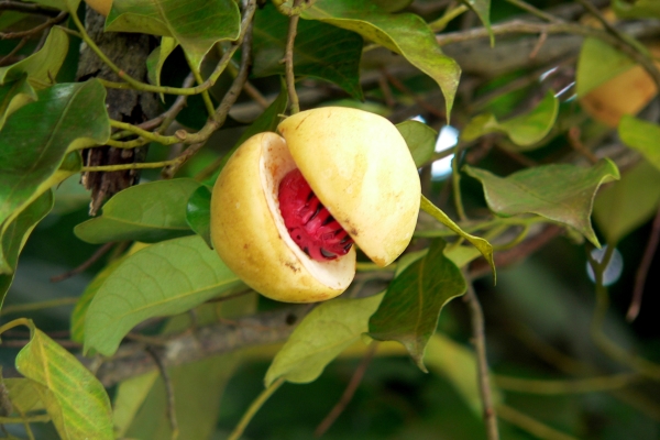 Мускатный орех - это сердцевина плода мускатного дерева, нечто вроде ядра абрикосовой косточки