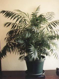 Пальма хамедорея уход в домашних условиях фото