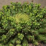 Фото 160: Euphorbia gorgonis
