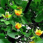 Лириодендрон тюльпанный, тюльпанное дерево