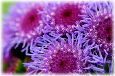 Здоровые цветы агератума