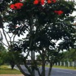 Тюльпановое дерево — спатодея колокольчатая