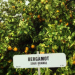 Бергамот − что это за растение? Фото, полезные свойства и применение