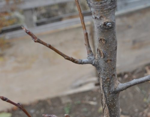 Вид вблизи плодового прутика грушевого дерева